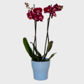 Orchid in Purple Color with 2 Branches