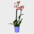 Orchid in Pink & Purple Color with 3 Branches