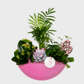 Composition of Plants in Pink Shades