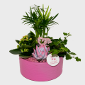 Composition of Plants in Pink Shades