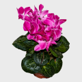 Cyclamen Purple