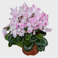 Cyclamen Pink