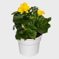 Begonia Yellow