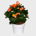 Begonia Red