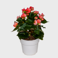 Begonia Pink