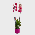 Orchid in Pink & Purple Color with 2 Branches