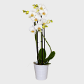 Orchid in White Color with 4 Branches