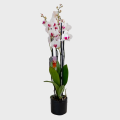 Orchid in Pink & White Color with 4 Branches