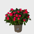 Fuchsia Azalea in a Pot