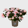 Pink Azalea in a Pot