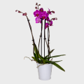 Orchid in Pink Color with 4 Branches