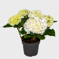 White Hydrangea