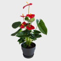 Anthurium