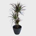 Dracaena Marginata Triple