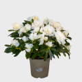 White Azalea in a Pot