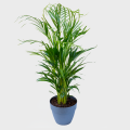 Areca in a Pot