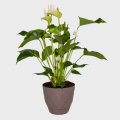 Anthurium White in a Pot