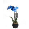 DOUBLE ORCHID BLUE