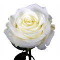 WHITE ROSE