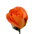 ORANGE ROSE