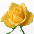 YELLOW ROSE