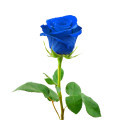 BLUE ROSE