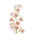 WHITE ORCHID