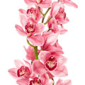 PINK ORCHID