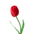 RED TULIP