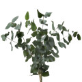 EUCALYPTUS