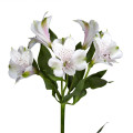 WHITE ALTROMERIA