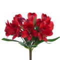 RED ALTROMERIA