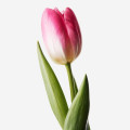 TULIP PINK