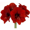 AMARYLLIS