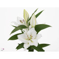 LILLIUM ORIENTAL WHITE