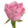 PINK ROSE