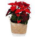 Poinsettia