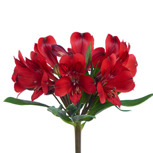 Anthoula Luxury Flowers